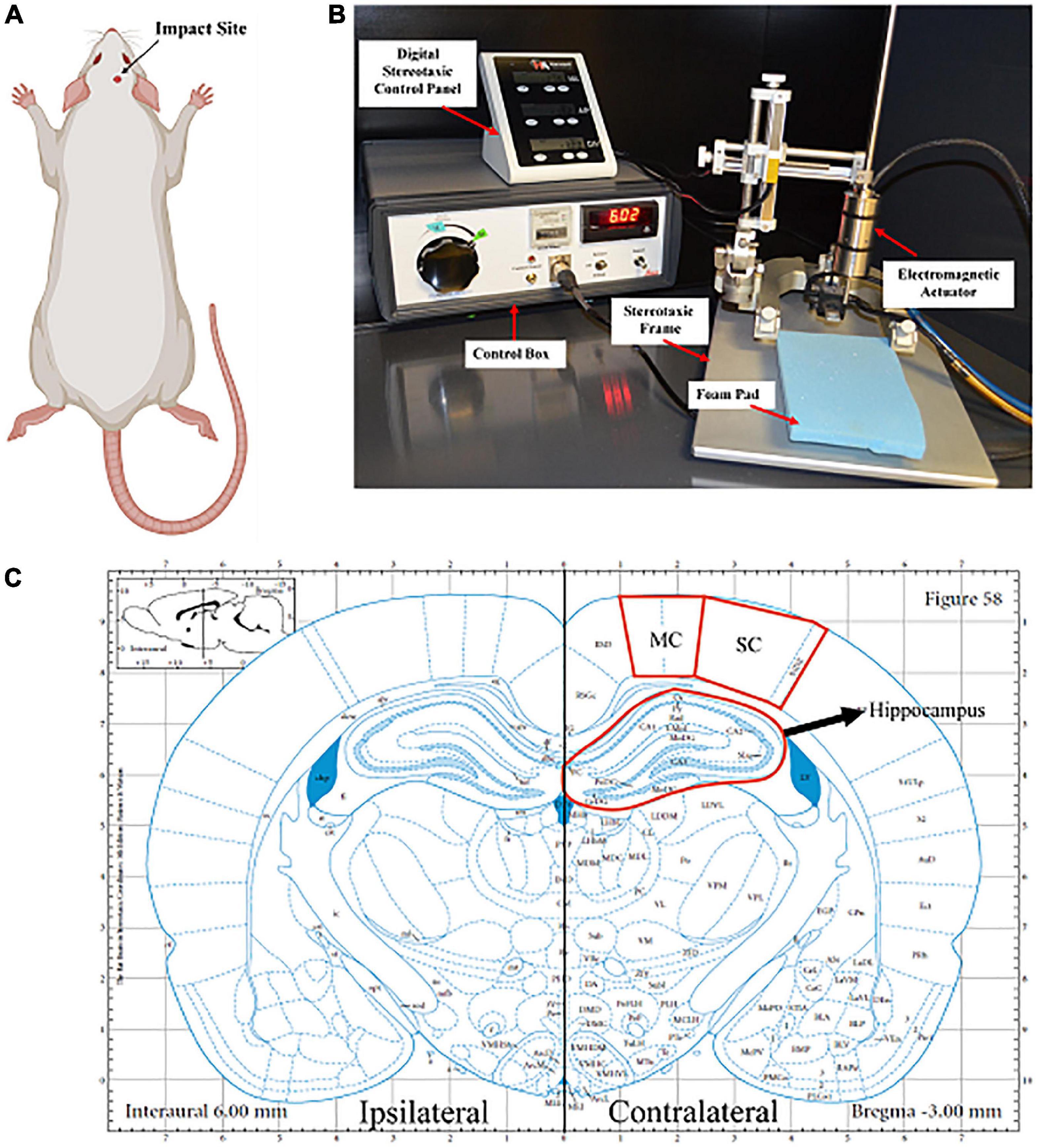 Regional variances depict a unique glial-specific inflammatory response following closed-head injury